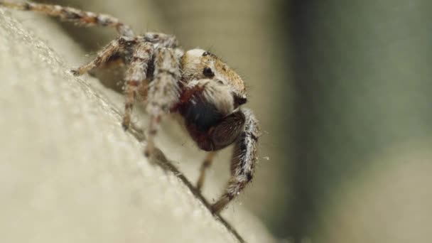 Imádnivaló aranyos ugráló pók rovar, család Salticidae, makró closeup, nyári nap — Stock videók