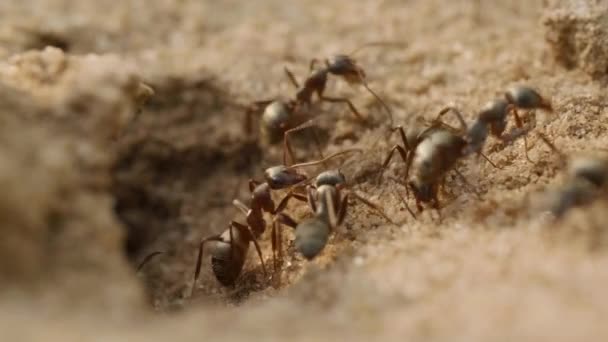 アリは巣から出て、それを構築し、砂のゴミを取り出し、地面を歩く — ストック動画