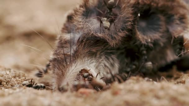 Mravenci jedí mrtvé tělo myši, krysy, drtí na zemi v lese, letní den, makro — Stock video