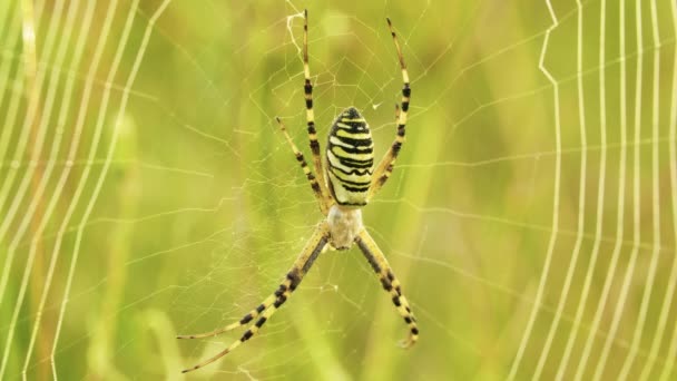 Sárga-fekete csíkos darázspók a pókhálójában, Argiope bruennichi, makró — Stock videók
