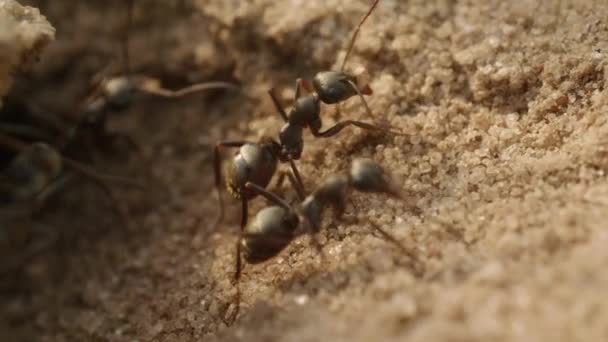 Las hormigas salen del nido y lo construyen, sacan la basura de arena y caminan por el suelo — Vídeos de Stock