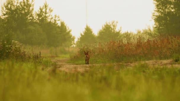 Κόκκινη αλεπού τρέχει προς τα εμπρός στην κάμερα στο δάσος, τη θερινή ώρα — Αρχείο Βίντεο