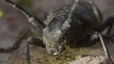 Portre yüzü böceği dokumacı, lamia dokumacı, makro.