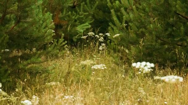 小さな赤いキツネは森の中の背の高い草の中に入り、夏の日の時間 — ストック動画