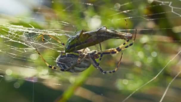 Желто-чёрная полосатая оса-паук Argiope Bruennichi поймал кузнечика, макро — стоковое видео