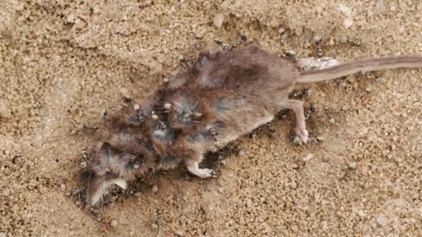 Las hormigas comen cadáveres de ratón, rata, musaraña en el suelo en el bosque, día de verano, macro — Vídeos de Stock