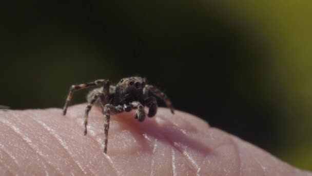 Skaczący owad pająk, rodzina Salticidae, na ludzkiej skórze dłoni, makro zbliżenie — Wideo stockowe