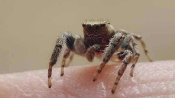 Skaczący owad pająk, rodzina Salticidae, na ludzkiej skórze dłoni, makro zbliżenie — Wideo stockowe