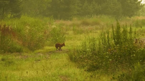 赤いキツネがカメラを見て森の中を走り去る夏の時間 — ストック動画