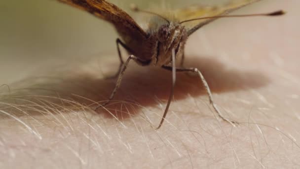 Schmetterling leckt die Haut einer menschlichen Hand durch Rüssel, Makro — Stockvideo