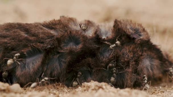 Furnicile mănâncă cadavru de șoarece, șobolan, șoareci pe pământ în pădure, zi de vară, macro — Videoclip de stoc