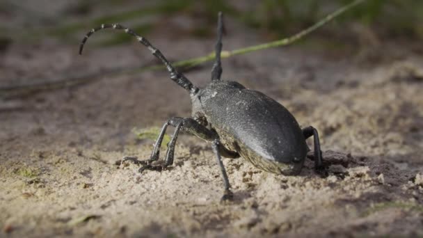 Tisseur de scarabée barbel, Lamia textor, macro — Video