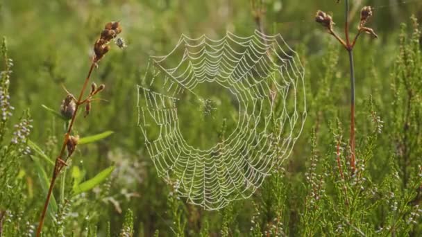 Toile d'araignée sur l'herbe verte, heure d "été — Video