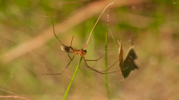 Long-legged spider crawls on a web in the forest, macro, summer day time — Stock Video