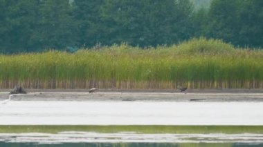 Pallass balık kartalı beyaz kuyruklu kartala, Haliaeetus leucoryphus ve albicilla 'ya koşar.