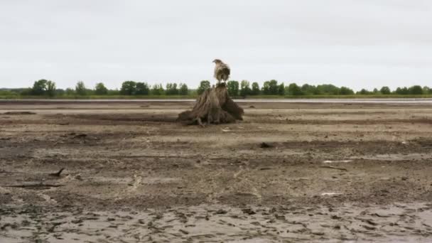 Pallass fish eagle, Haliaeetus leucoryphus, defecating on summer day, Europe, Belarus — Stock Video