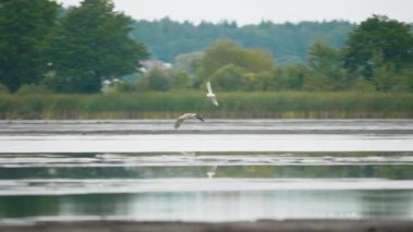 Pallass balık kartalı, Haliaeetus leucoryphus, yazın gölet üzerinde uçar, Avrupa, Belarus