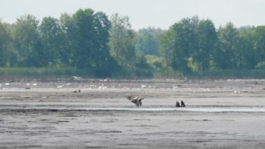 Pallass balık kartalı, Haliaeetus leucoryphus, bir balık yakalar ve yer, Avrupa, Belarus