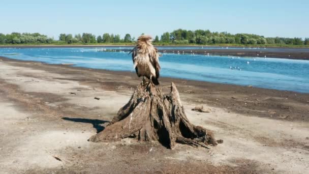 Pallass-Fischadler Haliaeetus leucoryphus sitzt auf einem Baumstumpf inmitten eines Teiches — Stockvideo