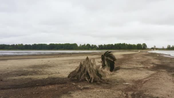 Águila palasa, Haliaeetus leucoryphus, se sienta en un tocón de árbol en medio de un estanque — Vídeo de stock