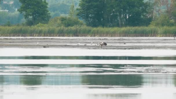 팔라스 물고기 독수리 , Haliaeetus leucoryphus, 잡아서 먹는 물고기, 유럽, 벨라루스 — 비디오