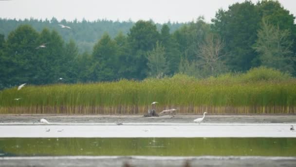 Pallass fish eagle, Haliaeetus leucoryphus, landing on a tree stump in the middle of pond — Stockvideo