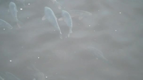 Un branco di pesci all'interno dell'allevamento ittico, allevando pesci commerciali nell'allevamento ittico — Video Stock