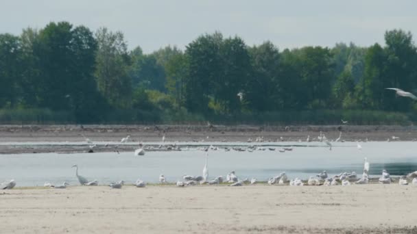 Great Egrets, garza blanca en el estanque en el día de verano — Vídeos de Stock