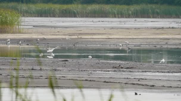 좋은 Egrets, 여름 날 연못에 흰 왜가리 — 비디오