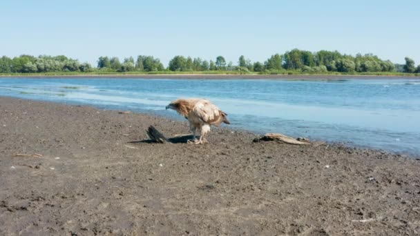 Pallass fish eagle, Haliaeetus leucoryphus, på sandstrand mitt i dammen, Europa — Stockvideo