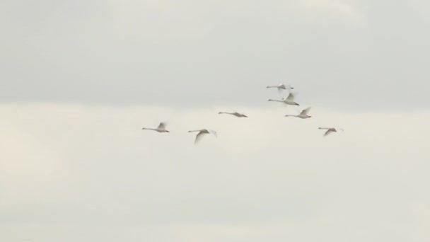 Rebanho de gansos migratórios em um dia de verão, Europa — Vídeo de Stock
