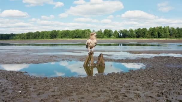 Pallass fish eagle, Haliaeetus leucoryphus, takes off in the summer over the pond, Europe, Belarus — Stock Video