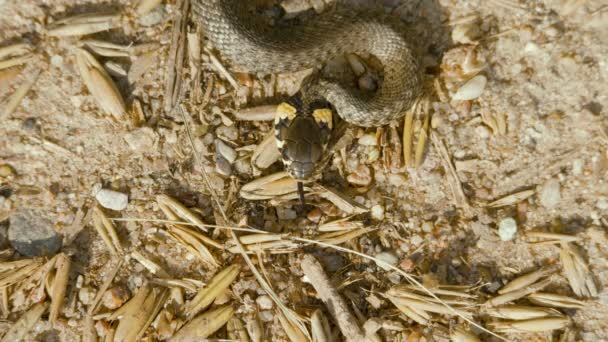 Травяная змея на песке в летний день, Европа — стоковое видео