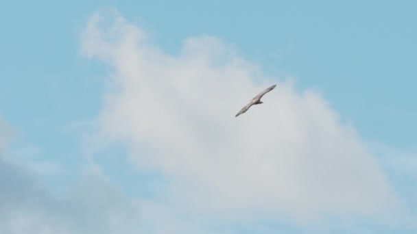 Fehér farkú sasok, Haliaeetus albicilla, repülnek a levegőben a nyári napon, Európa — Stock videók