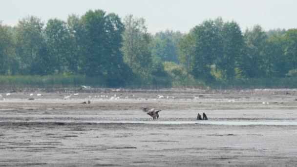 Pallass fish eagle, Haliaeetus leucoryphus, catches and eat a fish, Europe, Belarus — Stockvideo