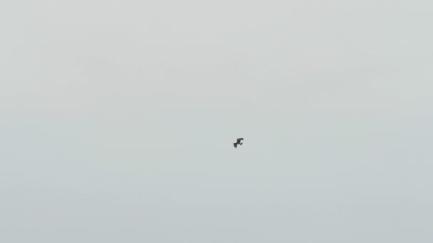 Osprey, pandion haliaetus, vliegen en hangen in de lucht — Stockvideo