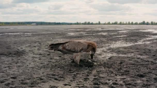 Pallass fish eagle, Haliaeetus leucoryphus, catches and eat a fish, Europe, Belarus — Stockvideo