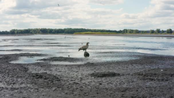 Pallass fish eagle, Haliaeetus leucoryphus, sits on a tree stump in the middle of a pond — Stock Video