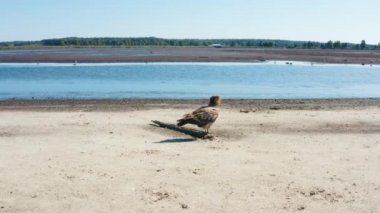 Pallass balık kartalı, Haliaeetus leucoryphus, yaz günü dışkılama, Avrupa, Belarus