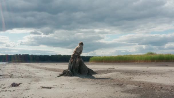 Águila palasa, Haliaeetus leucoryphus, se sienta en un tocón de árbol en medio de un estanque — Vídeo de stock