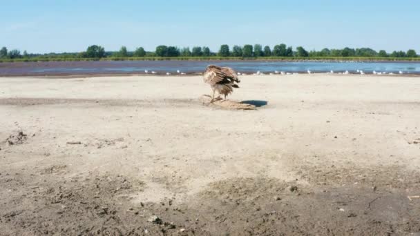 Орлан - рибалка (Haliaeetus leucoryphus) на піщаному пляжі посеред ставка (Європа). — стокове відео
