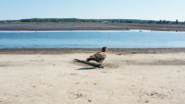 Pallass aquila pescatrice, Haliaeetus leucoryphus, defecante nella giornata estiva, Europa, Bielorussia — Video Stock