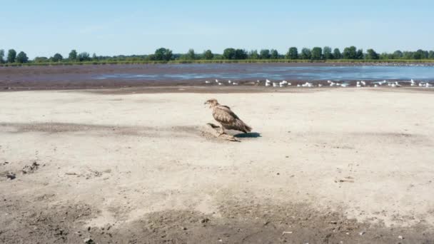 Águila palasa, Haliaeetus leucoryphus, en la playa de arena en medio del estanque, Europa — Vídeo de stock