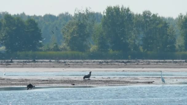 Pallass fish eagle, Haliaeetus leucoryphus, na piaszczystej plaży w środku stawu, Europa — Wideo stockowe