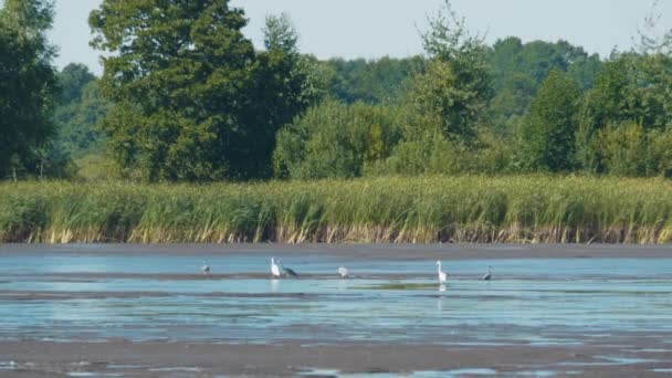 Grandes aigrettes, héron blanc dans l'étang le jour de l'été — Video