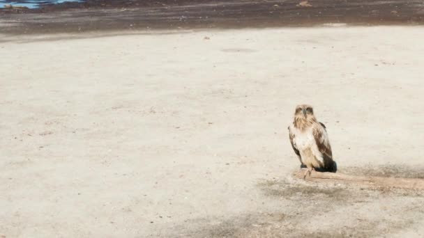 Pallass fish eagle, Haliaeetus leucoryphus, on sand beach in the middle of pond, Europe — Stock video