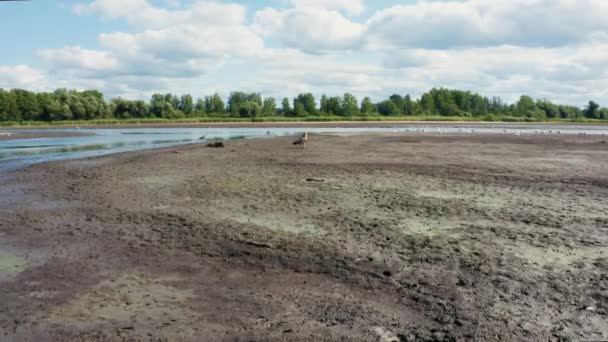 Pallass fish eagle, Haliaeetus leucoryphus, on sand beach in the middle of pond, Europe — Stock Video