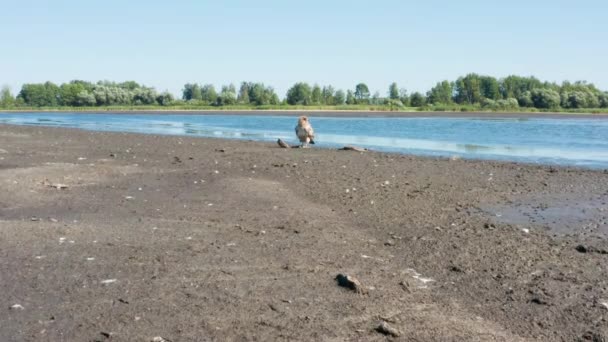 Pallass fish eagle, Haliaeetus leucoryphus, on sand beach in the middle of pond, Europe — Stock Video