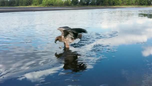 Pallass fish eagle, Haliaeetus leucoryphus, catches and eat a fish, Europe, Belarus — Stock Video