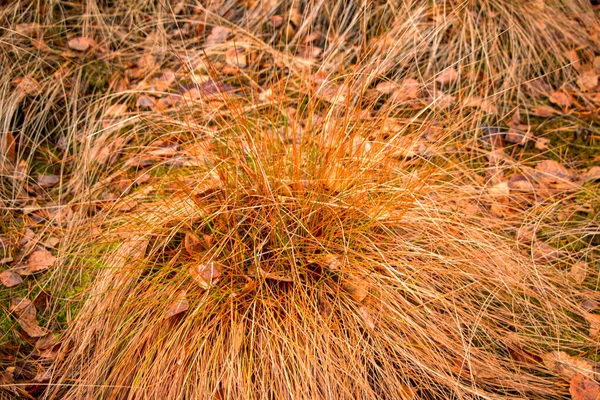 黄色い乾いた草の秋の牧草地 波とバンプ薄い茎と葉で黄色の草を乾燥 — ストック写真